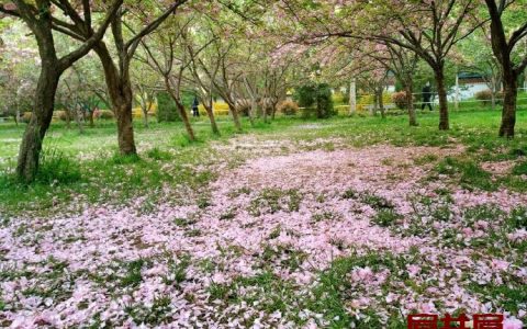 落红不是无情物 化作春泥更护花